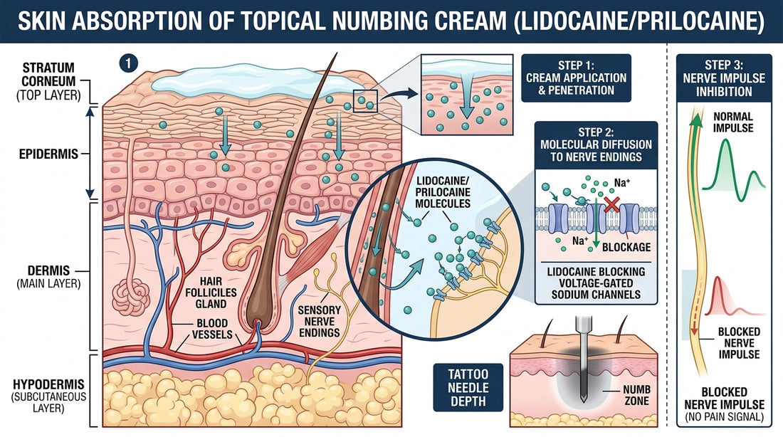 How Tattoo Numbing Cream Actually Works: The Science Behind the Relief — Tattoo Numbing Cream Co.